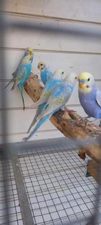 Regenboog grasparkieten, Dieren en Toebehoren