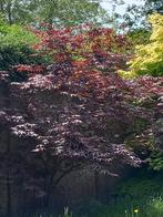 Japanse acer, Tuin en Terras, Planten | Bomen, Ophalen