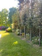 Quercusboom, Tuin en Terras, Planten | Bomen, Ophalen, Zomer, In pot