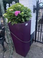 Plantenbak bloembak bloempot kunststof pruimenpaars, Tuin en Terras, Bloempotten, Nieuw, Tuin, 25 tot 40 cm, Kunststof