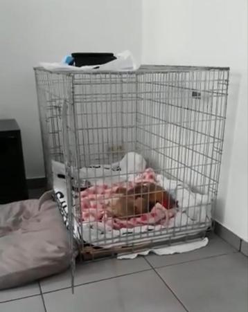 Cage en très bon état, Enlèvement, Utilisé
