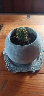 Pot béton avec cactus 🌵, Cactus, Enlèvement ou Envoi