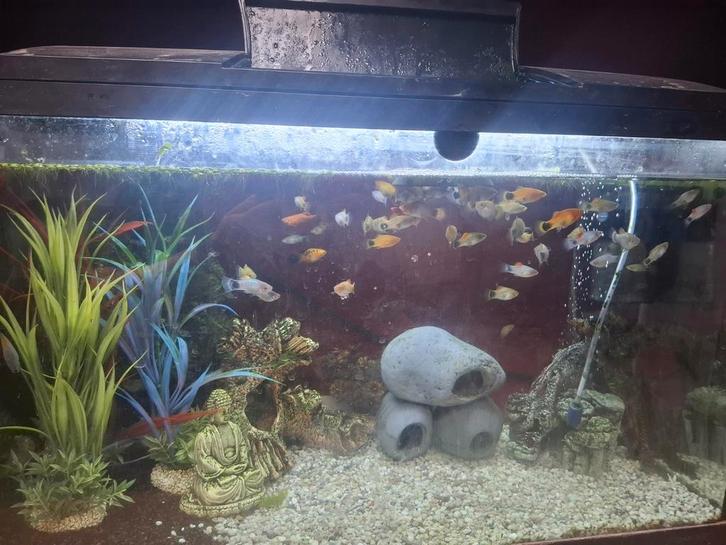 Meerdere platy vissen te koop, Dieren en Toebehoren, Vissen | Aquaria en Toebehoren, Zo goed als nieuw, Ophalen