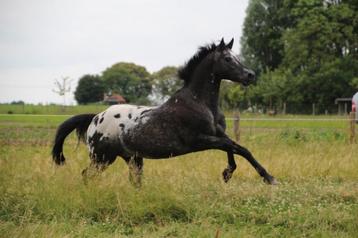 Appaloosa hengst TER DEKKING, Dieren en Toebehoren, Hengst