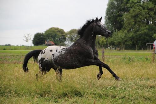Appaloosa hengst TER DEKKING, Dieren en Toebehoren, Paarden en Pony's | Dekhengsten en Fokmerries, Hengst