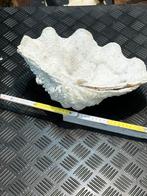 Schelp lengte 38 cm, Ophalen of Verzenden