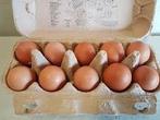 RHODE ISLAND RED  Broed eieren, Poule ou poulet