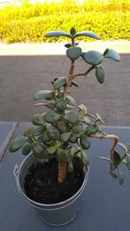 Crassula, Huis en Inrichting, Kamerplanten, Ophalen, Vetplant, Minder dan 100 cm, Volle zon