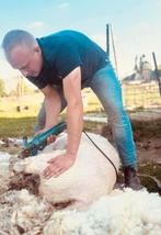 Scheren van schapen & alpaca’s, Dieren en Toebehoren, Schapen, Geiten en Varkens, Schaap