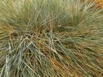 Siergras Elymus arenarius duinhaver zandhaver, Tuin en Terras, Ophalen, Volle zon, Vaste plant, Siergrassen