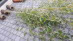 bamboe, Tuin en Terras, Planten | Struiken en Hagen, Ophalen, Bamboe, Haag, 100 tot 250 cm