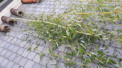 bamboe, Tuin en Terras, Planten | Struiken en Hagen, Haag, Bamboe, 100 tot 250 cm, Ophalen