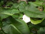 Calla of Aronskelk planten in pot, Volle zon, Vaste plant, Lente, Ophalen
