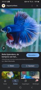 betta vis gezocht, Dieren en Toebehoren, Vis