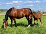 Drachtige fokmerrie, Dieren en Toebehoren, Paarden, Merrie, Springpaard, Gechipt, Niet van toepassing