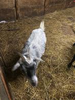 Geiten, Dieren en Toebehoren, Schapen, Geiten en Varkens, Mannelijk, Geit