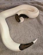 Reptile Python regius, Enlèvement, Comme neuf