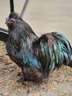 Usa zijdehoen haan, Dieren en Toebehoren, Mannelijk, Kip