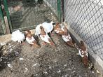 2 koppeltjes sierduiven te koop, Dieren en Toebehoren, Vogels | Duiven