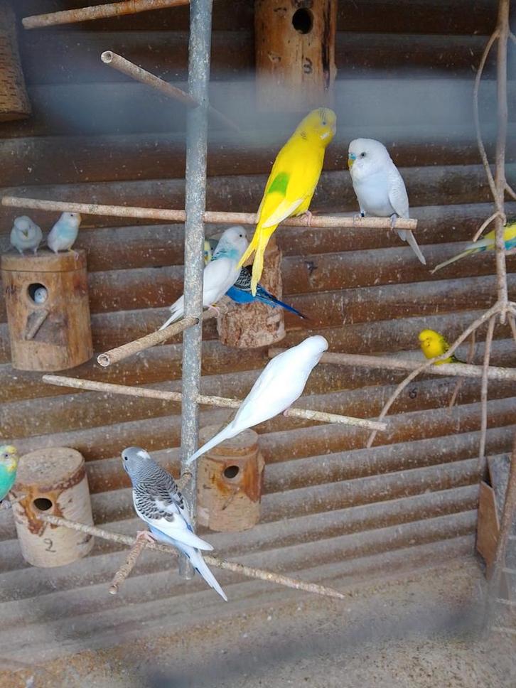 Verschillende kleuren jonge kweekrijpe grasparkietjes, Dieren en Toebehoren, Vogels | Parkieten en Papegaaien, Parkiet, Meerdere dieren