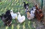 poules soie beaucoup de couleurs 0499/082381, Femelle, Poule ou poulet