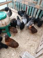 top kwaliteit araucana legklaar 4+1 GRATIS 100% hennen, Vrouwelijk, Kip