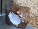 Russische dwerghamster met kooi van omlet, Hamster, Juni, Vrouwelijk, Tam