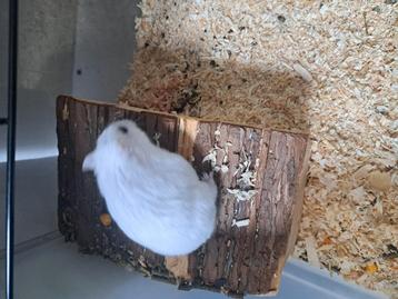 Russische dwerghamster met kooi van omlet beschikbaar voor biedingen