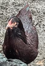 RHODE ISLAND RED.   LEGKIPPEN.  SIERKIPPEN, Dieren en Toebehoren, Vrouwelijk, Kip