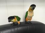 Zwartkop caique, Dieren en Toebehoren, Mannelijk, Papegaai, Geringd