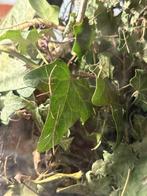 Met veel liefde verzorgde Indische wandelende takken, Dieren en Toebehoren, Wandelende tak