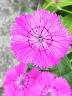 Graines d'œillet (Stone Carnation), Envoi