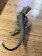 Pogona Vitticeps, Enlèvement