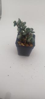 adromischus cooperi baker, Huis en Inrichting, Kamerplanten, Vetplant, Ophalen of Verzenden, Minder dan 100 cm, Volle zon