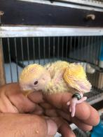 Geel baby dwergpapegaai, Dieren en Toebehoren