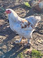 Jeune coq brahma naine