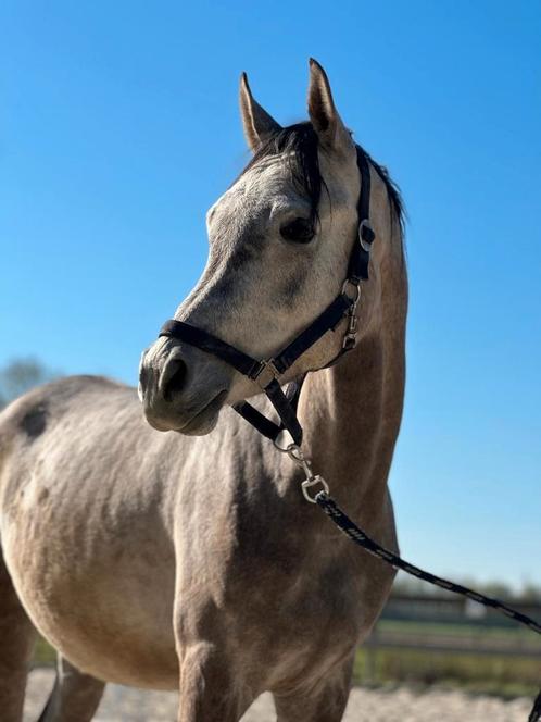 Lieve 2 jarige Ruin, Dieren en Toebehoren, Pony's, Ruin, Onbeleerd, E pony (1.48m - 1.57m), Recreatiepony, 0 tot 2 jaar, Gechipt