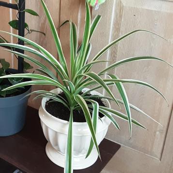 Mooie grote kamerplant / terrassplant Chlorophitum beschikbaar voor biedingen