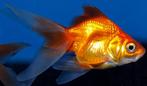 goudvissen, Dieren en Toebehoren, Goudvis(sen)