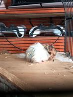 Hamsterstjes, Dieren en Toebehoren, Knaagdieren, Tam