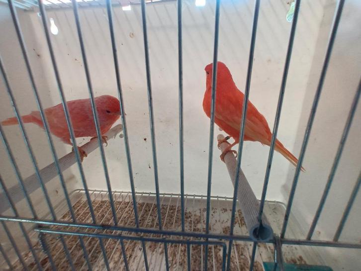 Kleurkanaries, Dieren en Toebehoren, Vogels | Kanaries