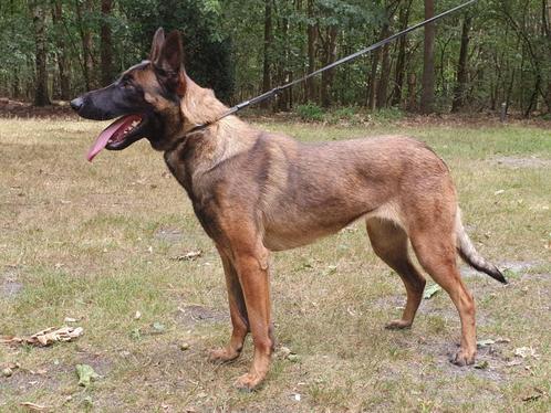 mechelse herder teef afgerichte bewakingshond & verdedigings, Dieren en Toebehoren, Honden | Herdershonden en Veedrijvers, Teef