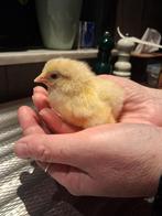 Eendags kuikens, Dieren en Toebehoren, Geslacht onbekend, Kip