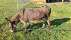 ezel hengst, Dieren en Toebehoren