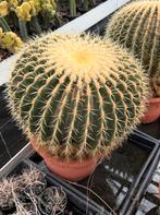 Echinocactus Grusonii - 45cm, Ophalen, Minder dan 100 cm, In pot, Cactus