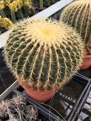 Echinocactus Grusonii - 45cm beschikbaar voor biedingen