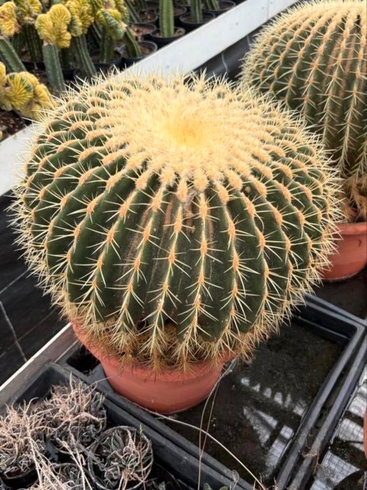 Echinocactus Grusonii - 45cm, Maison & Meubles, Plantes d'intérieur, Cactus, Moins de 100 cm, Plante verte, Plein soleil, En pot