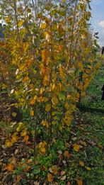 Koningslindes, Enlèvement