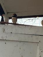 Koppel zebravinken geringt