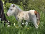 Poizon,  shetland  veulen